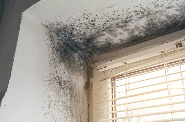 Affordable Basement Mold Removal solutions in Boonton, NJ